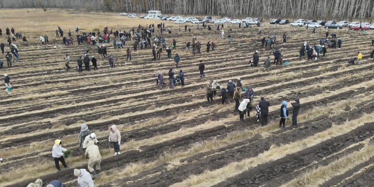 «Таза Қазақстан» республикалық акциясы аясында Солтүстік Қазақстан облысы Есіл ауданында 40 000 ағаш отырғызылды.