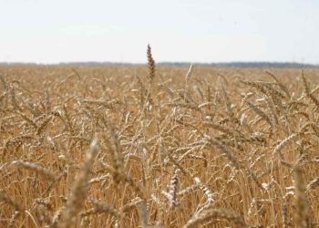 Еліміздің өңірлерінде егін жинау науқаны жалғасуда