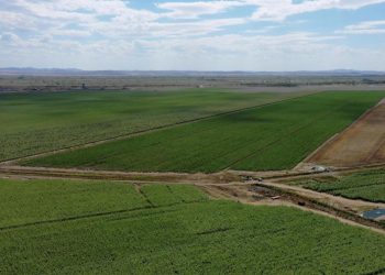 Абай облысында егіс алқабы 22 мың гектарға артты