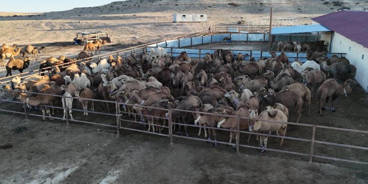 Маңғыстау облысында түйе сүтін өндіретін заманауи цех ашылды