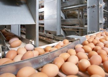 Ресейден заңсыз әкелінген тауық жұмыртқалары анықталды