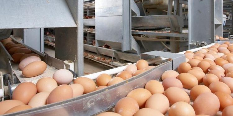 Ресейден заңсыз әкелінген тауық жұмыртқалары анықталды