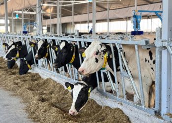 Қазақстанда ауыл шаруашылығының жалпы өнімі 5,4%-ға өсті