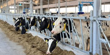 Қазақстанда ауыл шаруашылығының жалпы өнімі 5,4%-ға өсті