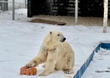 Алматы хайуанаттар бағында жаңа жануарлар түрі көбейіп, келушілер саны артып келеді