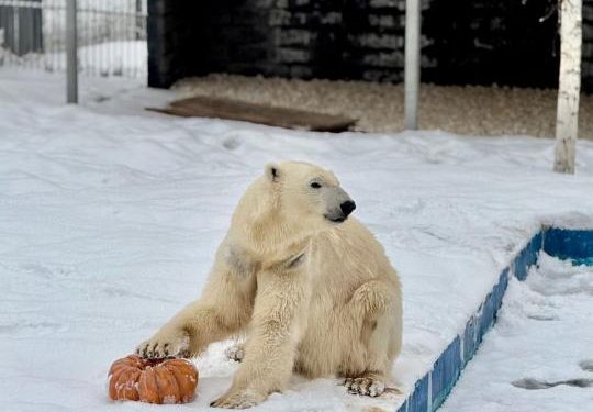 Алматы хайуанаттар бағында жаңа жануарлар түрі көбейіп, келушілер саны артып келеді