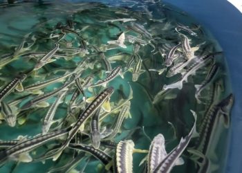 Ауыл шаруашылығы министрлігі балық шаруашылығы саласын кезең-кезеңімен цифрландыруды жалғастыруда