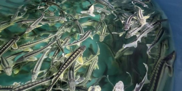 Ауыл шаруашылығы министрлігі балық шаруашылығы саласын кезең-кезеңімен цифрландыруды жалғастыруда