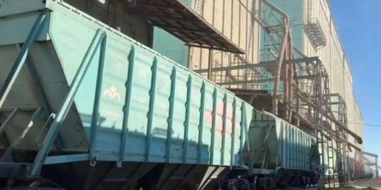 Жаңа өнімнен 5,8 млн тонна астық экспортталды