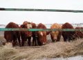 Ақмола облысына қалмақ тұқымды 4 300 бас ірі қара әкелінді