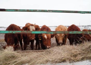 Ақмола облысына қалмақ тұқымды 4 300 бас ірі қара әкелінді