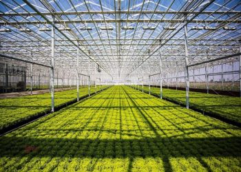 Түркістан облысында құны 42 млрд теңге болатын өнеркәсіптік жылыжай кешені іске қосылады