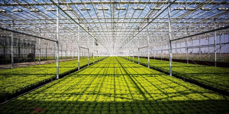 Түркістан облысында құны 42 млрд теңге болатын өнеркәсіптік жылыжай кешені іске қосылады